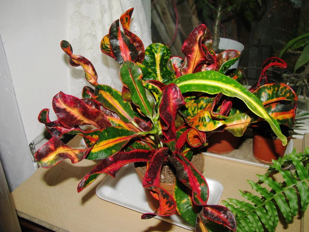 نگهداری گیاه کروتون رشته ای