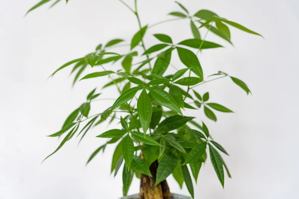 پاچیرای تنه دار