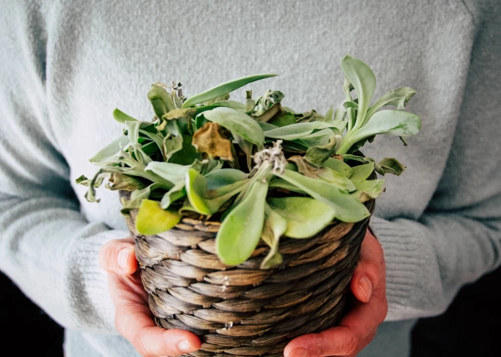 مراحل احیای گیاه گرمادیده