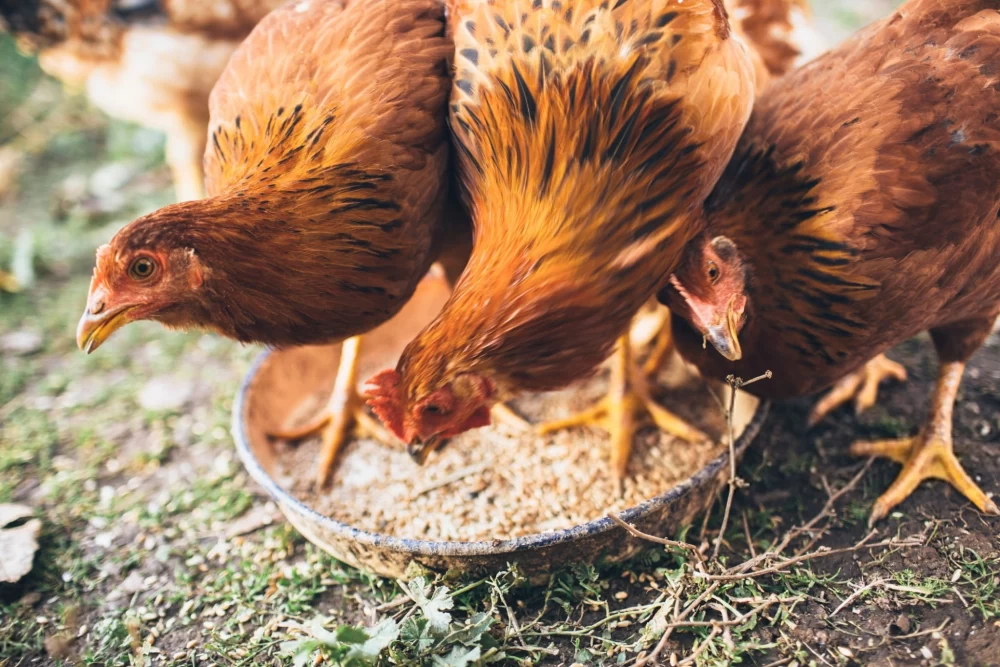 تفاوت مرغ سبز با ارگانیک