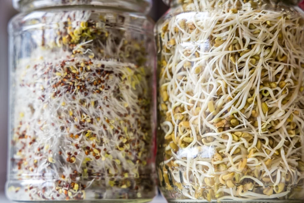 نگهداری جوانه حبوبات