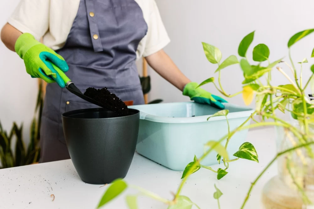 مشکلات گیاه پتوس