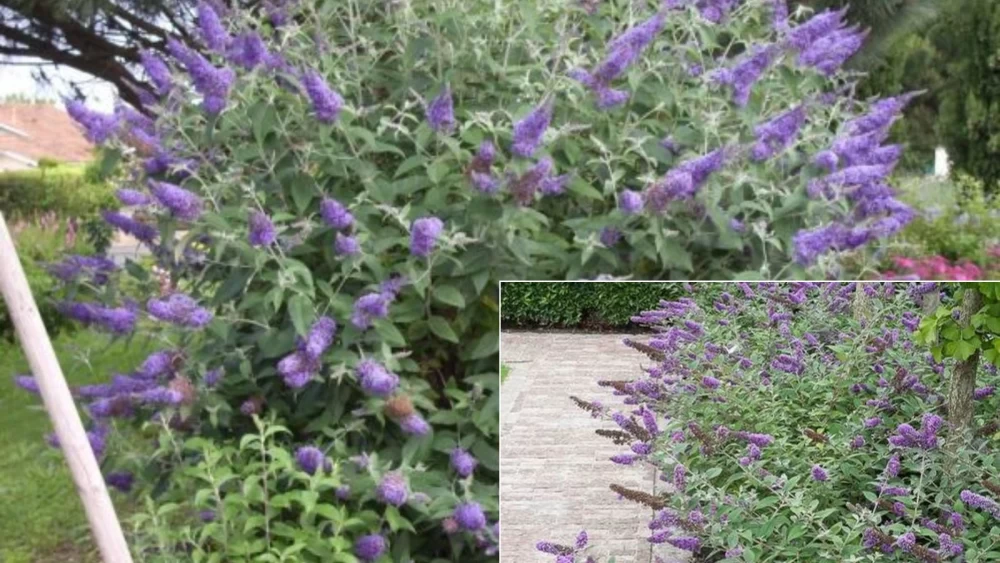 گیاه دم موشی