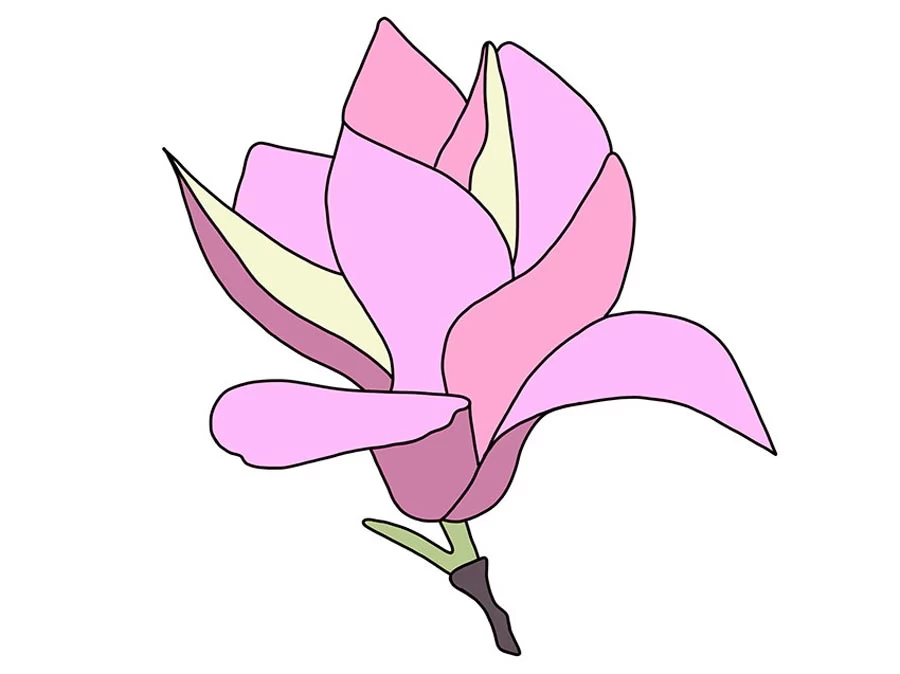 نقاشی گل مگنولیا