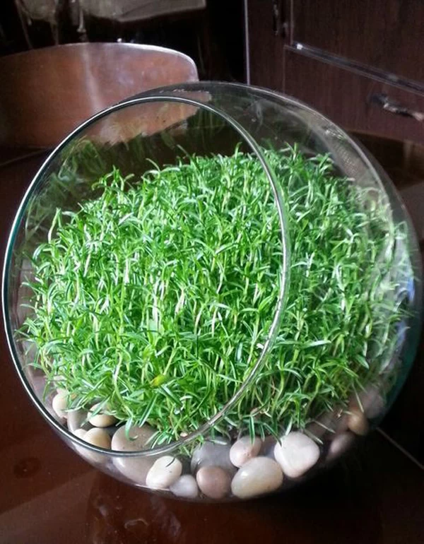 سبزه عید نوروز