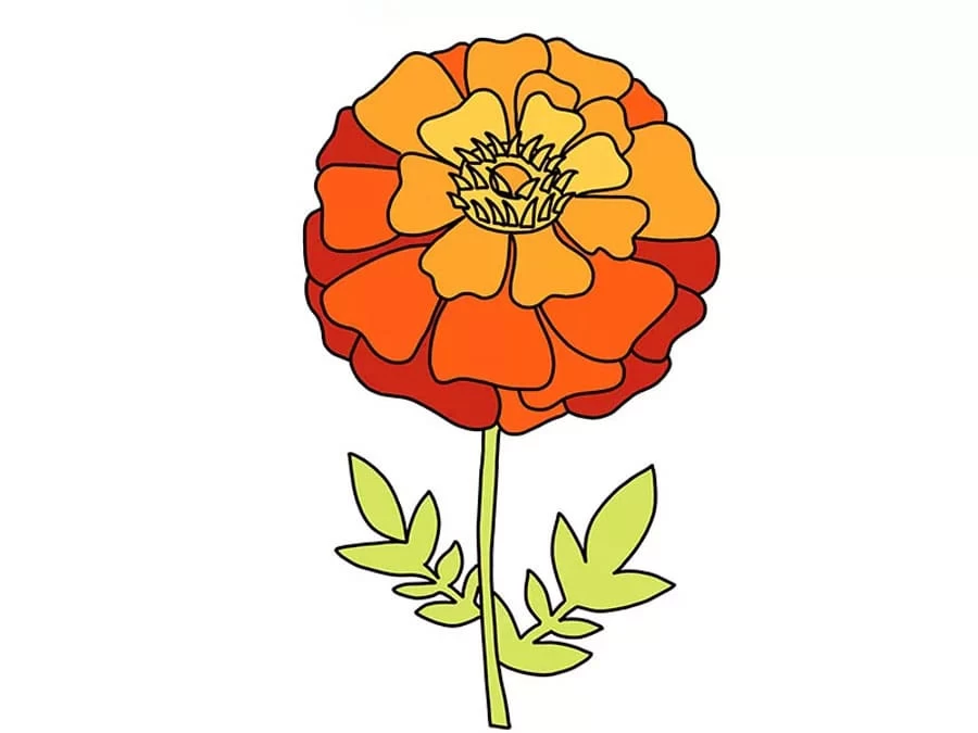 نقاشی گل همیشه بهار