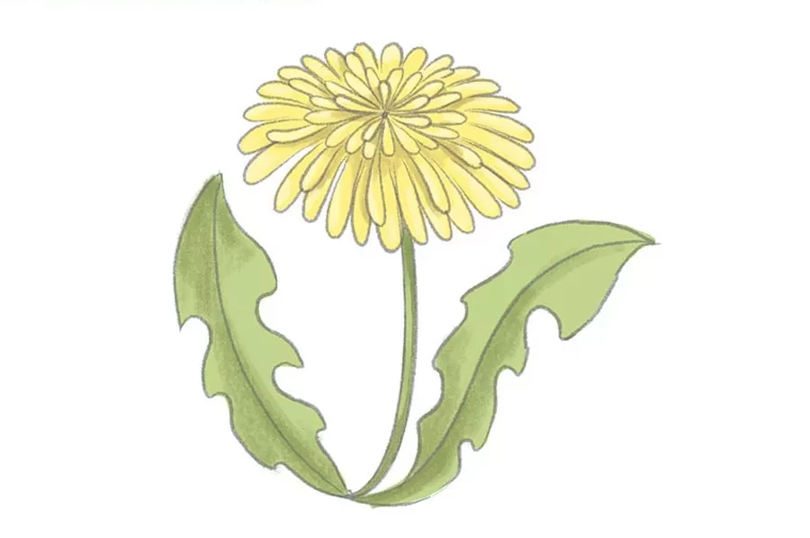 نقاشی گل قاصدک