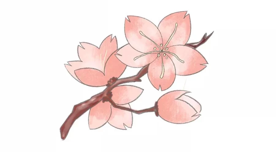 نقاشی شکوفه گیلاس
