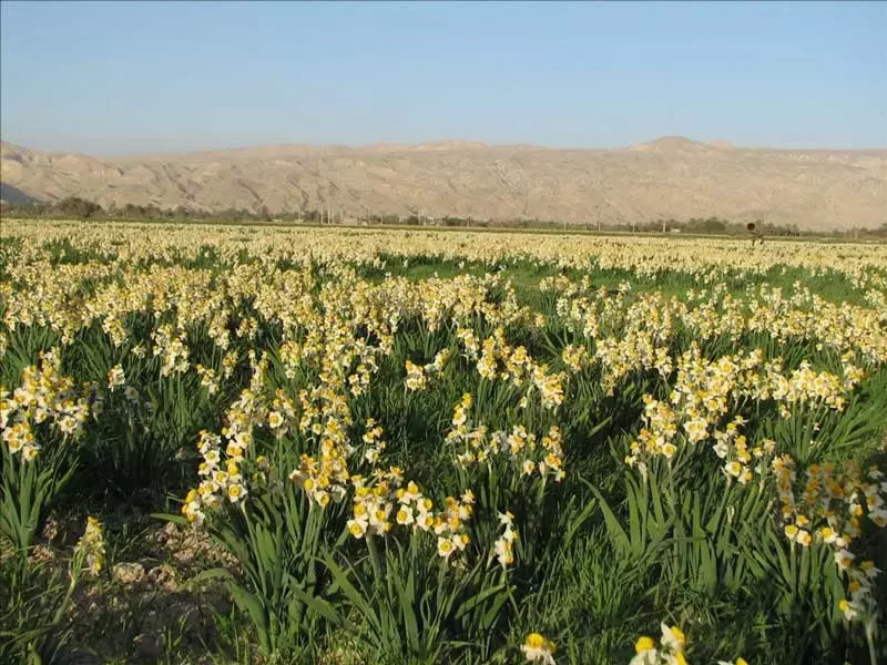 بهبهان