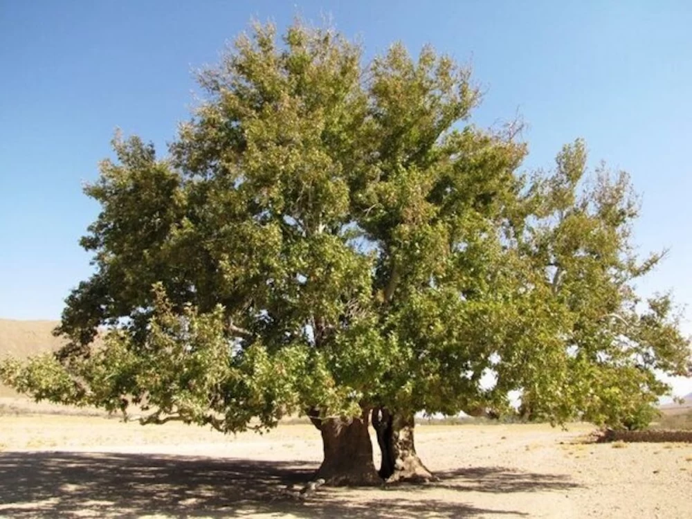 بوانات