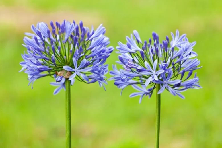 گل آگاپانتوس (زنبق آفریقایی)