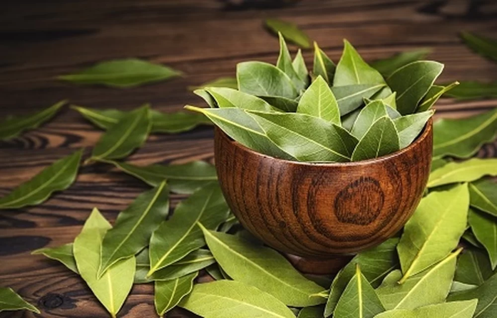 خواص دارویی برگ بو