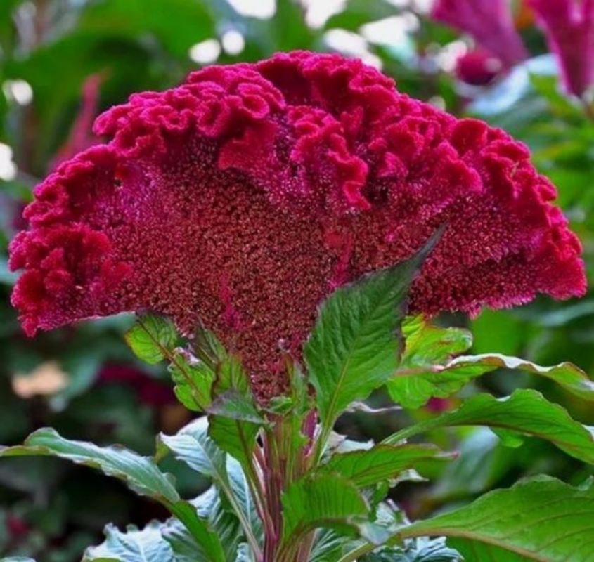 گیاه تاج خروسی