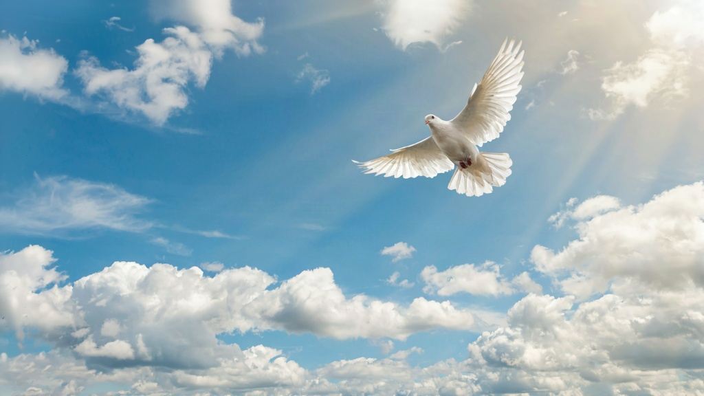 شعر پرواز