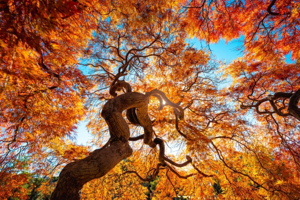  عکس درخت برای پروفایل