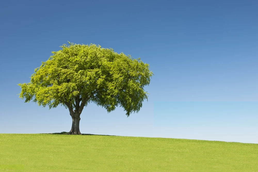  عکس درخت برای پروفایل