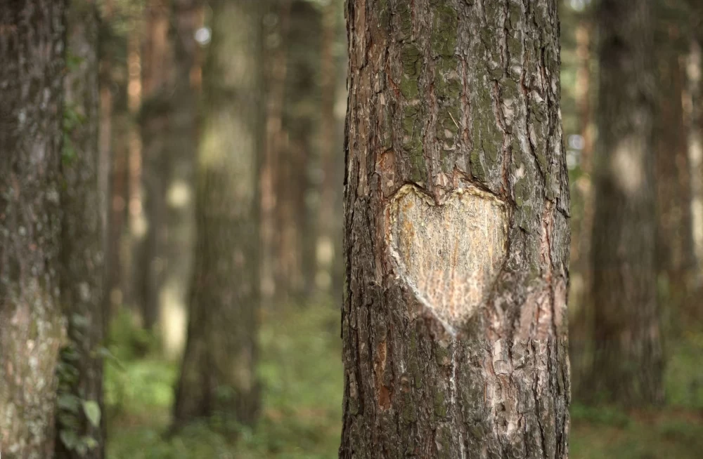  عکس درخت برای پروفایل