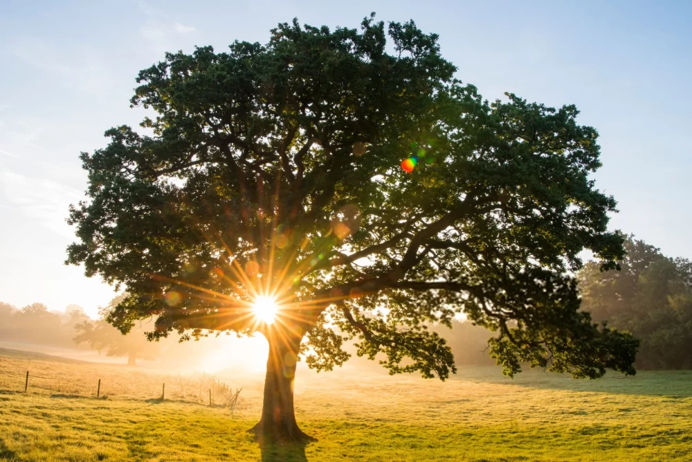  عکس درخت برای پروفایل