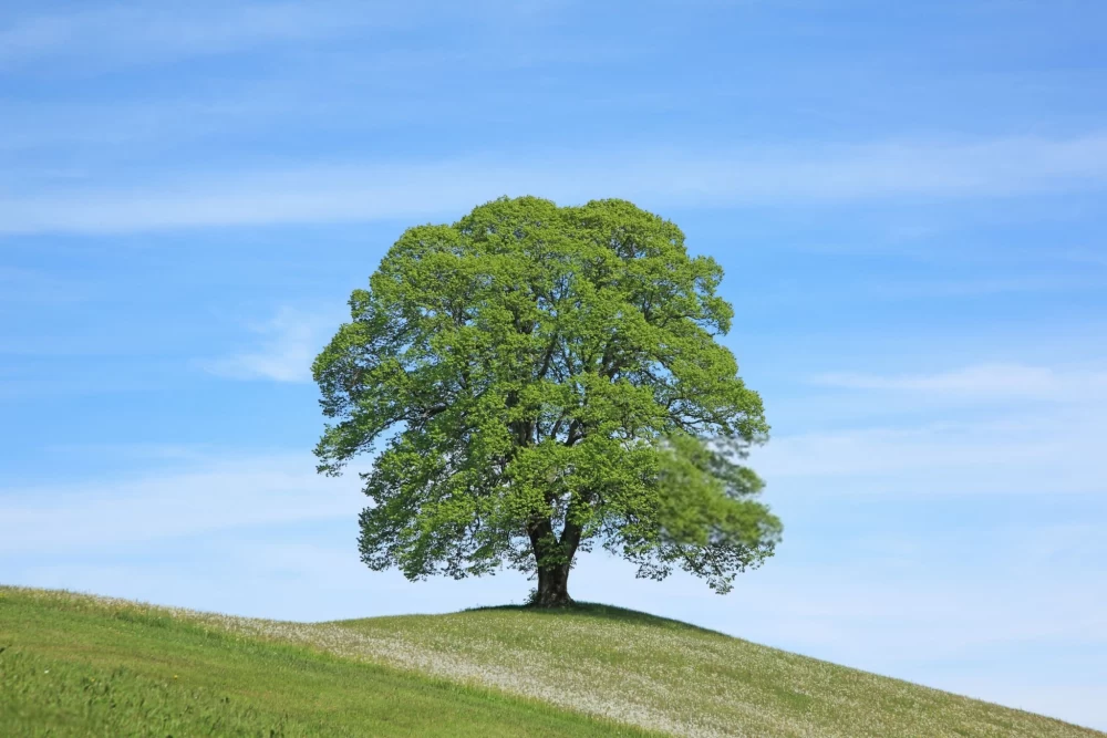  عکس درخت برای پروفایل