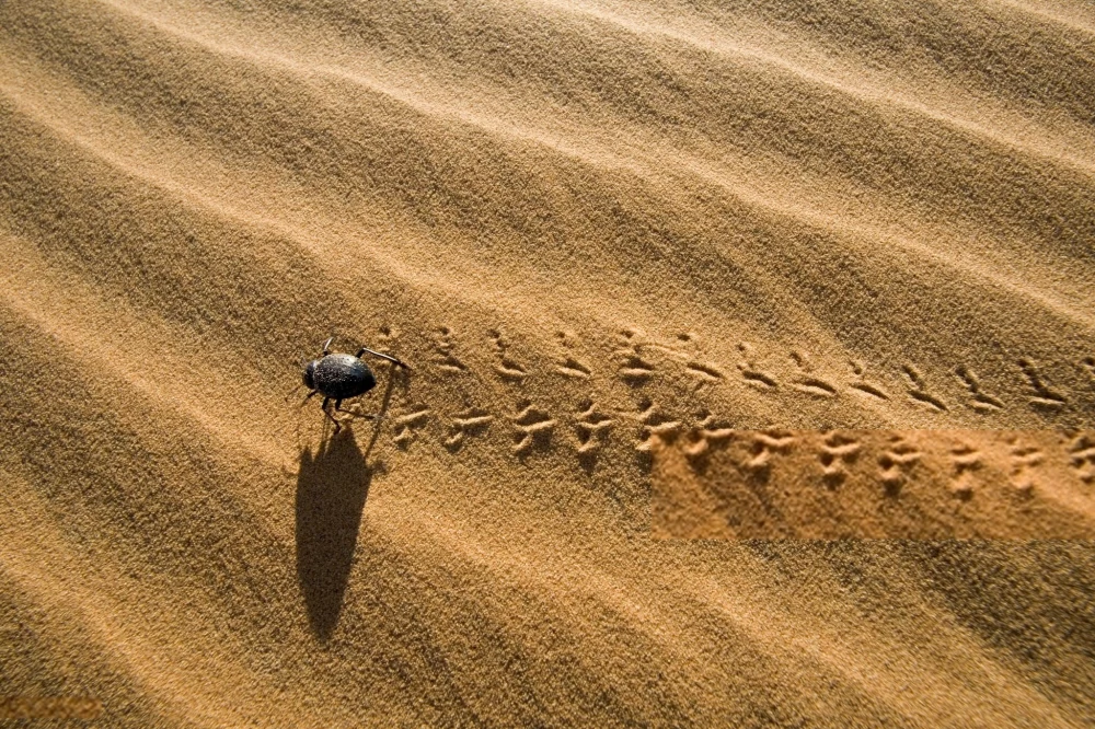 عکس سوسک
