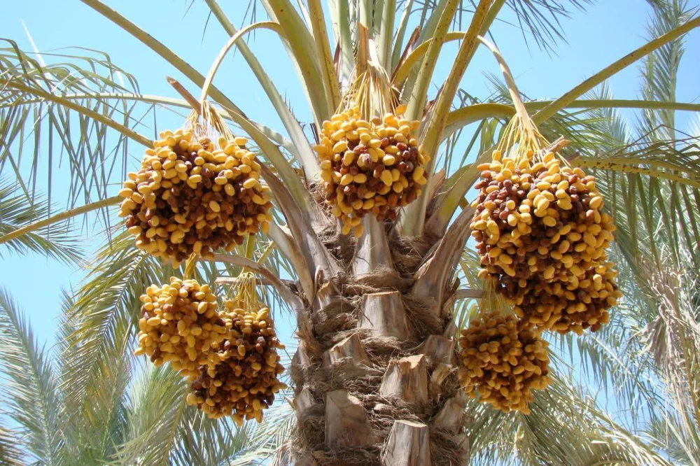 خارک چند کالری دارد ؟