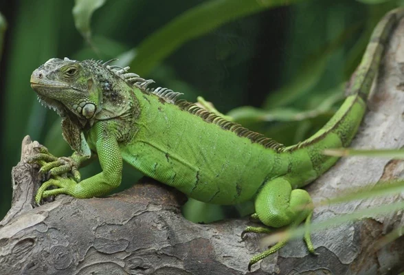صدای ایگوانا