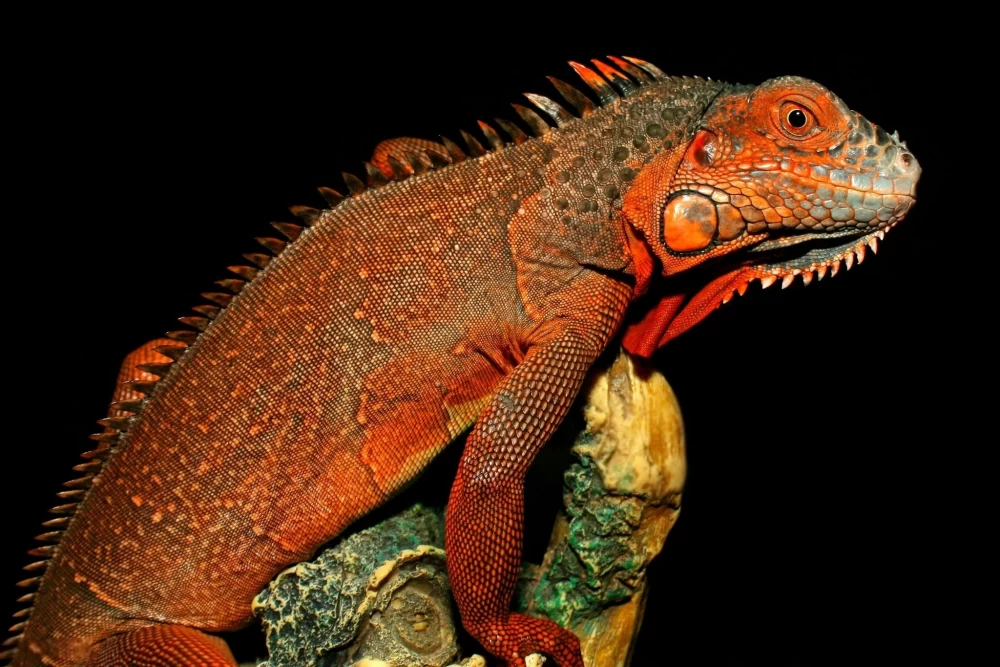 عکس ایگوانا