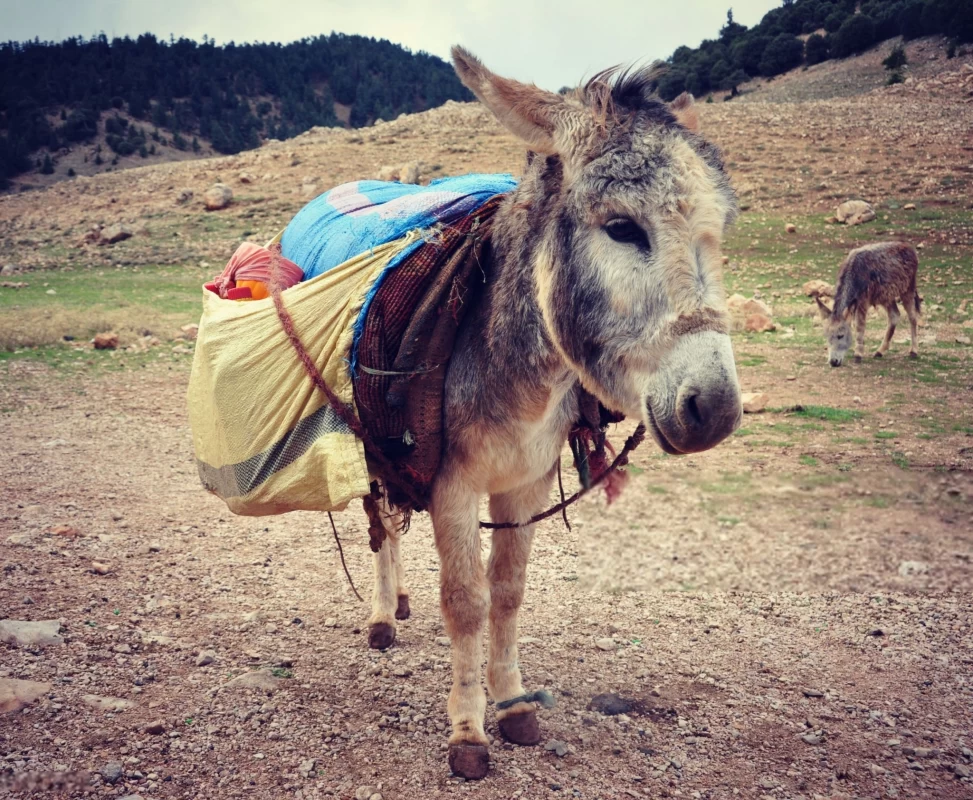 Ane عکس قدیمی خودم دانلود مستقیم