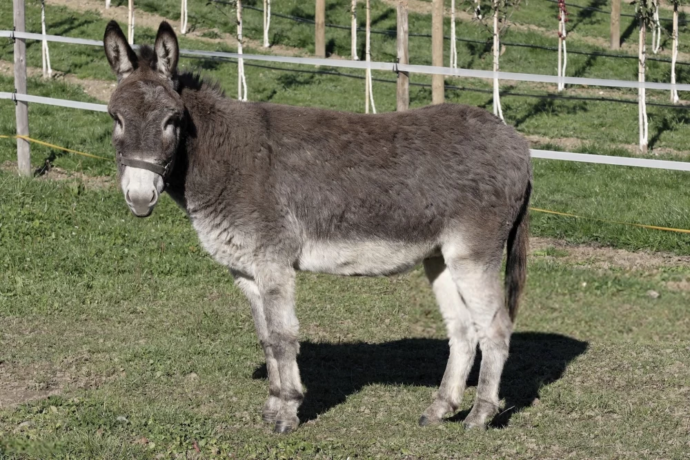 Ane عکس قدیمی خودم دانلود مستقیم