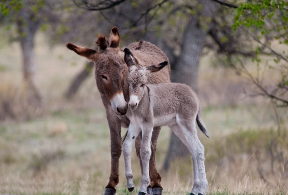 Ane عکس قدیمی خودم دانلود مستقیم
