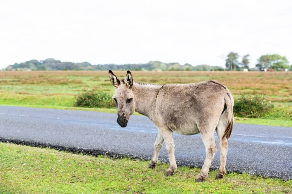 Ane عکس قدیمی خودم دانلود مستقیم