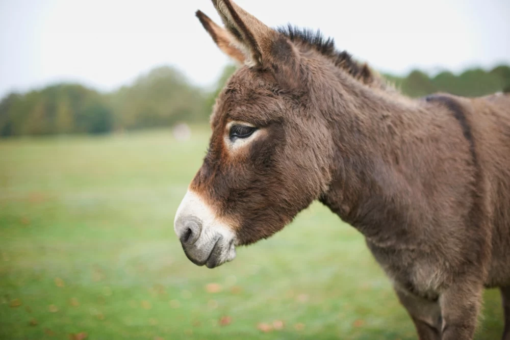 Ane عکس قدیمی خودم دانلود مستقیم