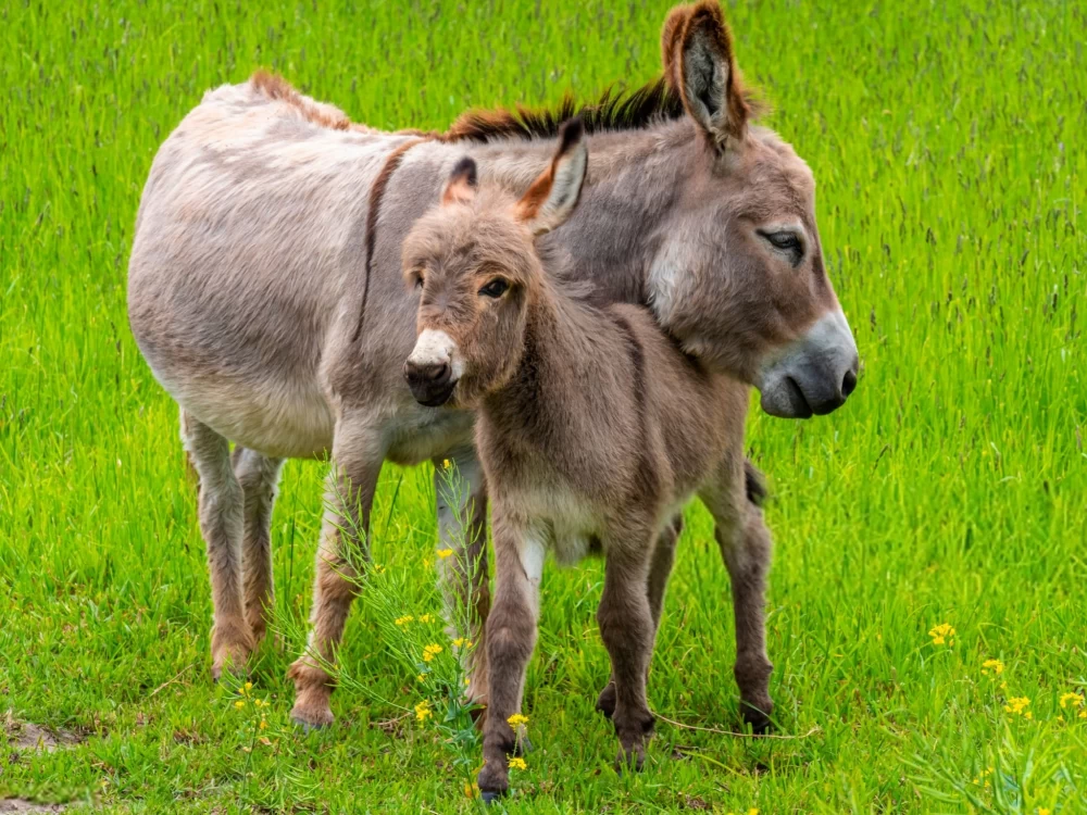 Ane عکس قدیمی خودم دانلود مستقیم