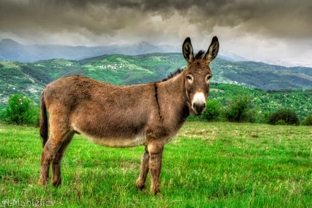 عکس های قدیمی خودم