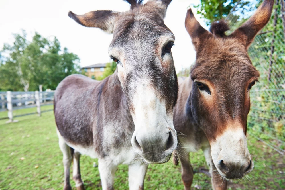 Ane عکس قدیمی خودم دانلود مستقیم