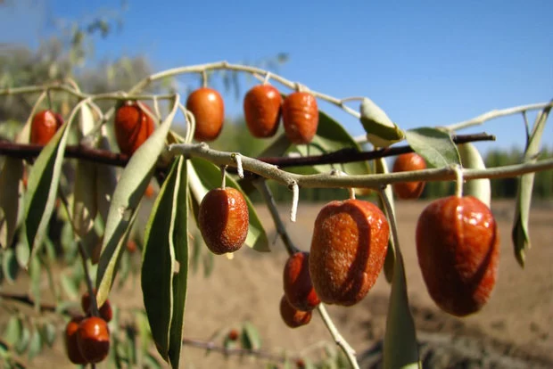 کالری سنجد