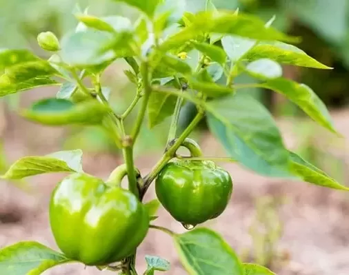 طبع فلفل دلمه ای