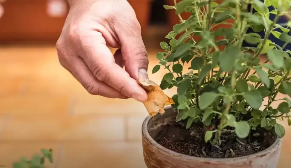 تفاله چای برای کدام گل مناسب است