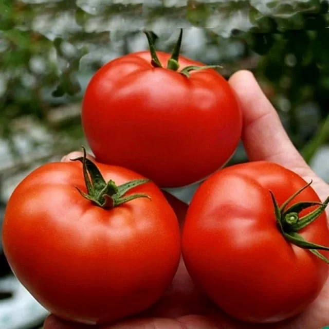 طبع گوجه فرنگی و مصلحات آن