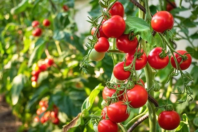 طبع گوجه فرنگی و مصلحات آن