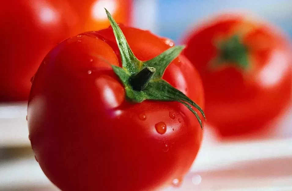 طبع گوجه فرنگی و مصلحات آن