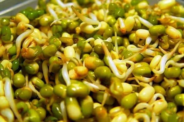 کالری جوانه ماش