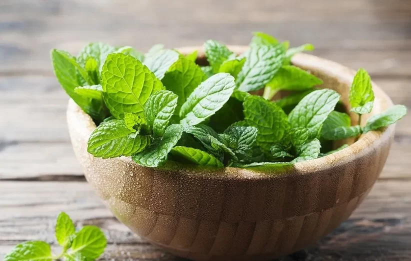 شربت سکنجبین با نعناع تازه