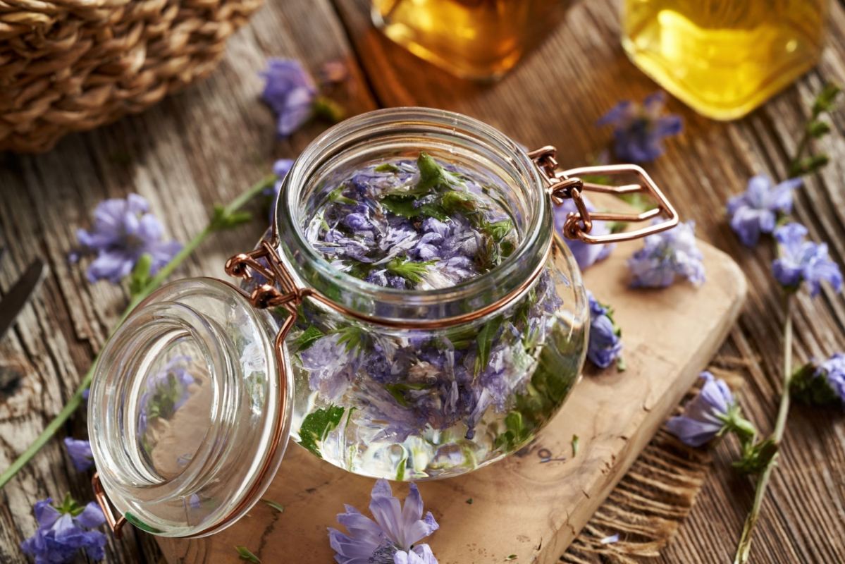 عرق کاسنی و شاتره برای کبد چرب