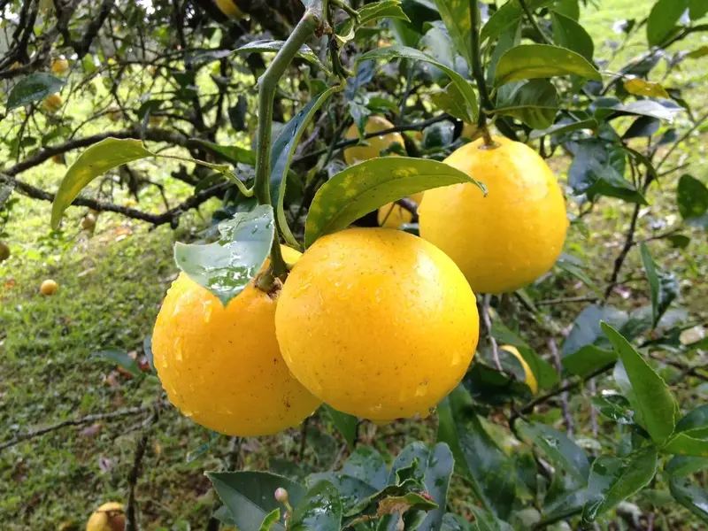 کالری و ارزش غذایی لیمو شیرین