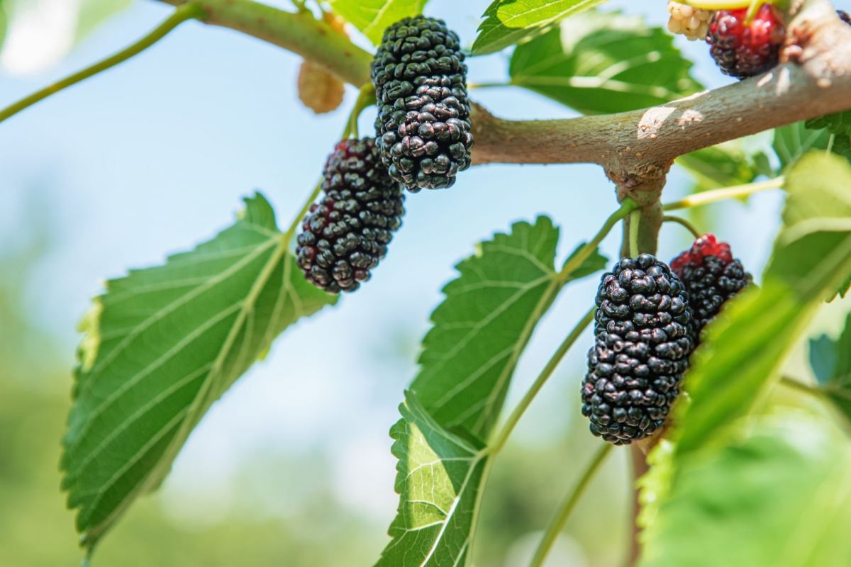 کالری و ارزش غذایی توت