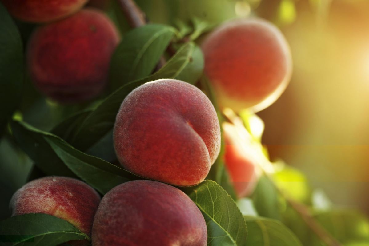 Peach