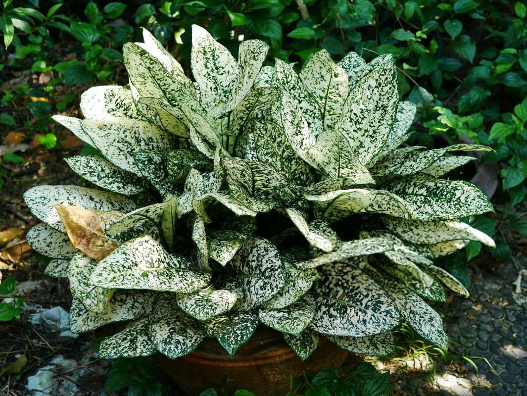 نگهداری گل آگلونما برفی