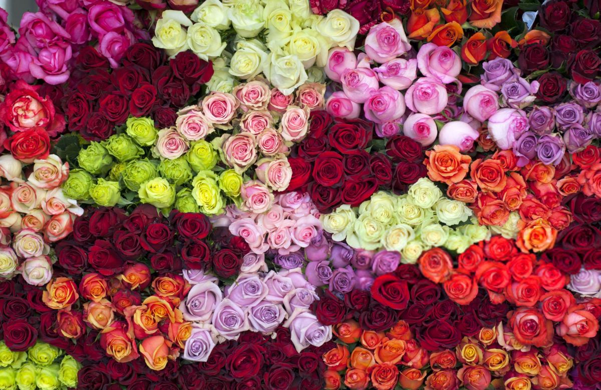 معرفی انواع گل رز