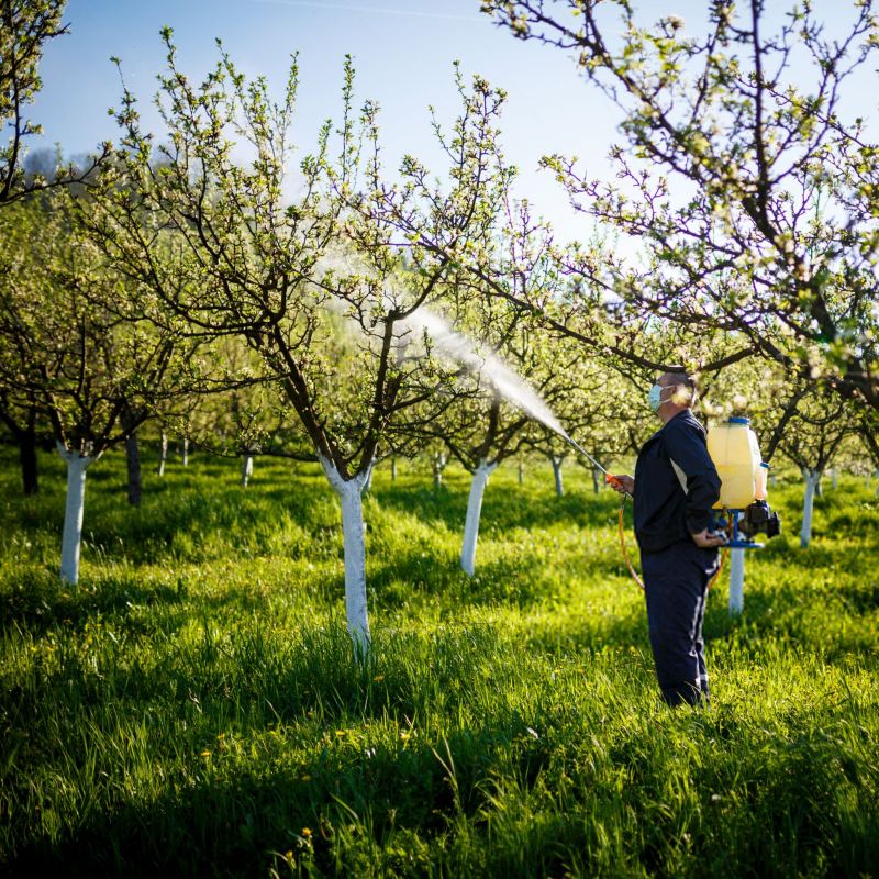 زمان و روش سمپاشی درختان میوه